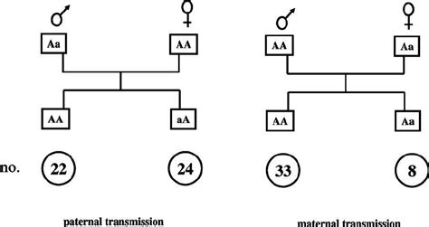 Difference Between Paternal And Maternal Transmission Of The Pmm2 Null