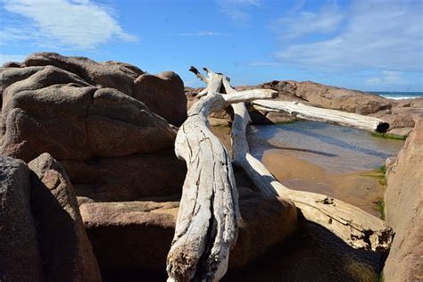 Drift Wood Sea Ocean - Free photo on Pixabay - Pixabay