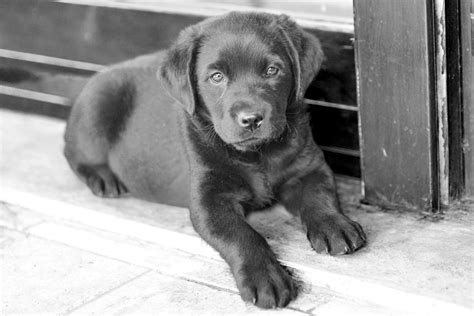 Black Puppy Labrador Retriver Free Stock Photo Public Domain Pictures