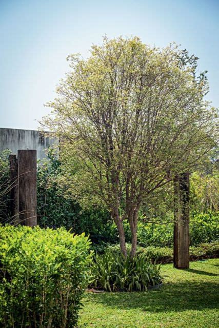 Grama São Carlos características usos e 21 fotos de jardins