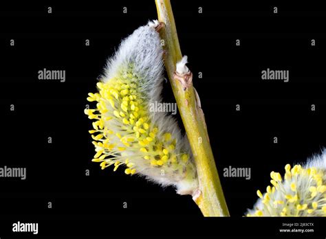 Pussy Willow Goat Willow Or Great Sallow Salix Caprea Close Up Of