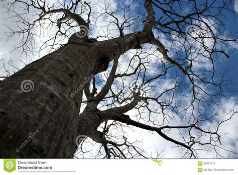 Naked Branches In Winter Stock Image Image Of Cold Winter