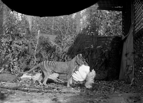 Last Thylacine Bit Cameraman On Buttocks Australian Geographic