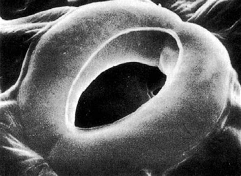 stomata picture : Biological Science Picture Directory – Pulpbits.net