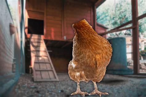 Meet Biddy, Michigan's Headless Chicken Who Lived For 18 DAYS