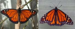 species concepts earthling nature