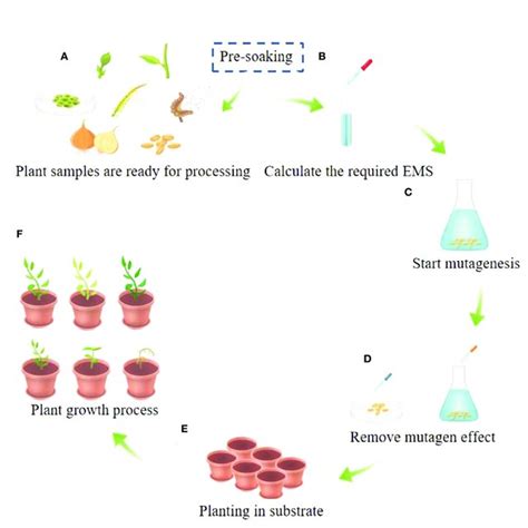 Ems Mutagenesis Study In Different Plants Download Scientific Diagram