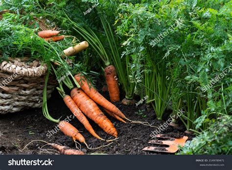 234,263 Planting Carrots Images, Stock Photos, 3D objects, & Vectors