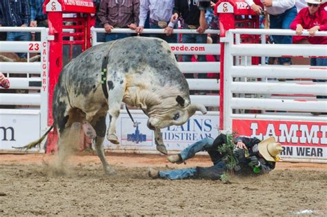 6 rodeo events you have to watch at Calgary Stampede 2018 | Events