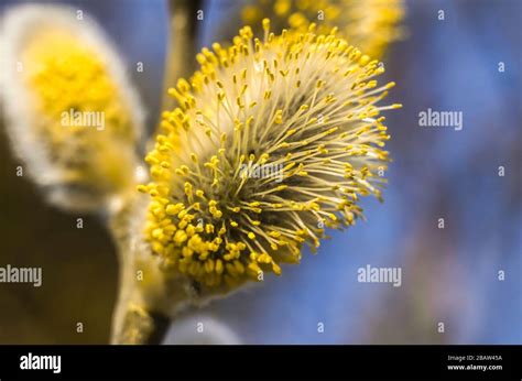 Spring Flowering Branches Of Willow Floral Background With Pussy Willow In Bloom Willow Twigs