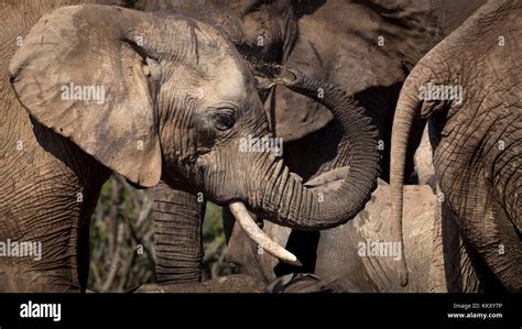 Addo Elephant National Park Stock Photo - Alamy