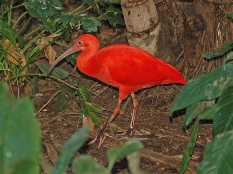 The Online Zoo Scarlet Ibis