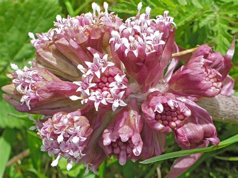 Photographs of Petasites Hybridus, UK Wildflowers; Developing flowerheads