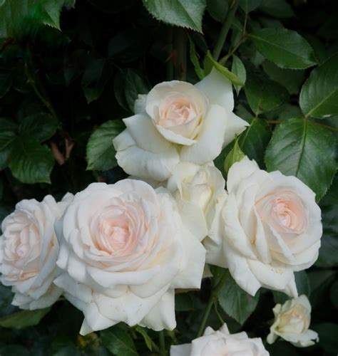 Сван Лейк (Плетистые Climber) -> "Розы Нью-Джерси"