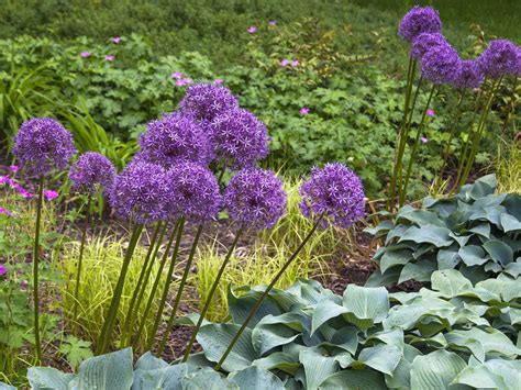 Does Allium Spread at Tina Lown blog