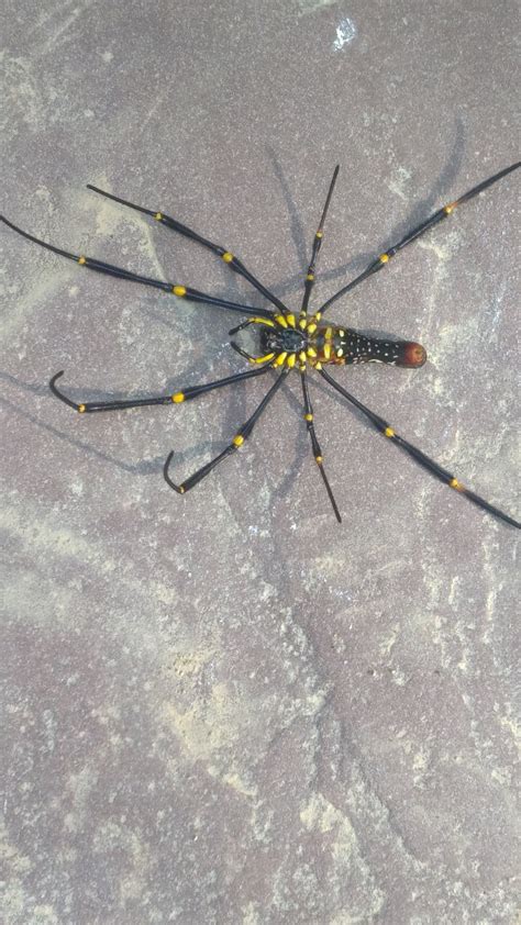 Amazing Spider Free Stock Photo - Public Domain Pictures