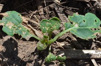 Insect Update Flea Beetles Cutworms Canola Watch Free Unbiased