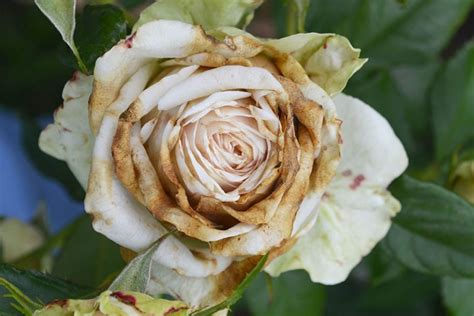 How To Identify And Treat Common Rose Diseases Gardeners Path