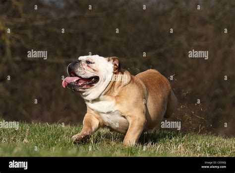 Paw The Ground Stock Photo Alamy