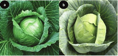 Marketable Cabbage Heads Of A Megaton And B Videshi Formed Inside