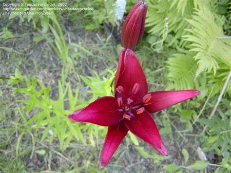 PlantFiles Pictures: Asiatic Lily 'Landini' (Lilium) by Akasha777