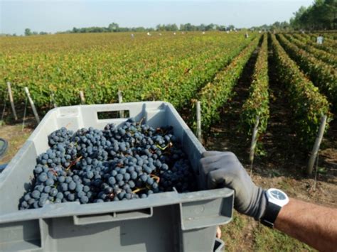 La France reste deuxième producteur mondial de vin Challenges fr