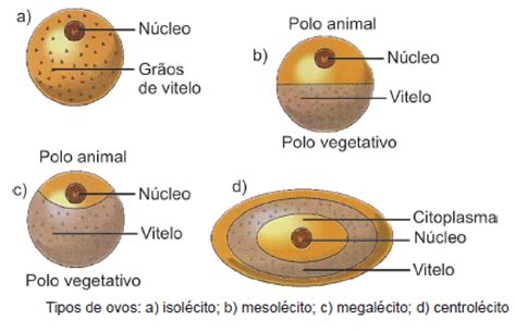 Tipo De Ovulo - O tipo de óvulo produzido por cada animal é det... | Prisma