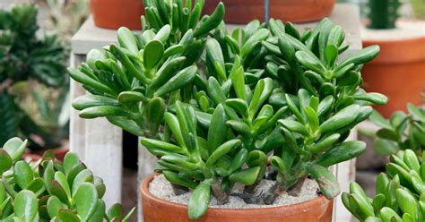 Tipos De Planta Jade - Planta de Jade: Guia Completo de Cuidados e Segredos que Você Deve Saber