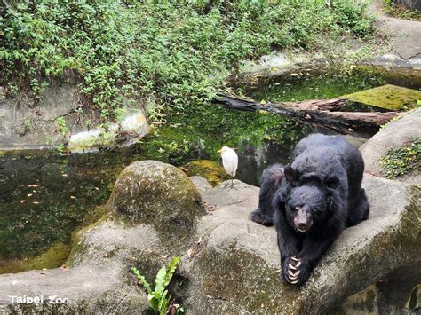 超前新聞網 哭哭！高齡「小熊」34歲辭世 動物園界最老亞洲黑熊