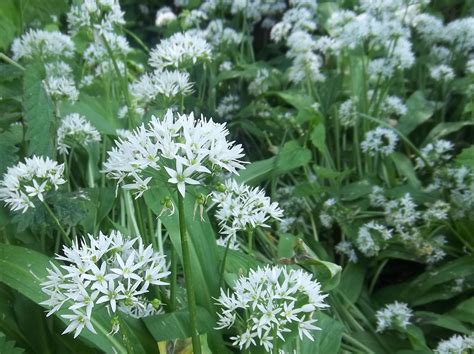 Wild Garlic In The Water Meadows Of The Museum Of East Anglian Life