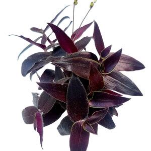 Jose Puig Black Tradescantia Gibasis Fluminensis House Plants Live