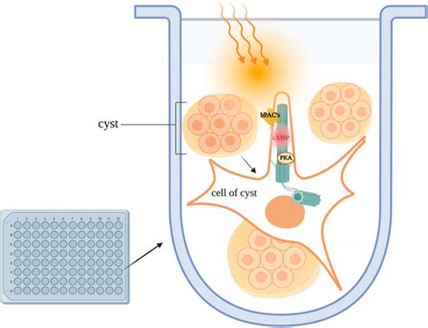 Frontiers Compartmentalised Camp Signalling In The Primary Cilium