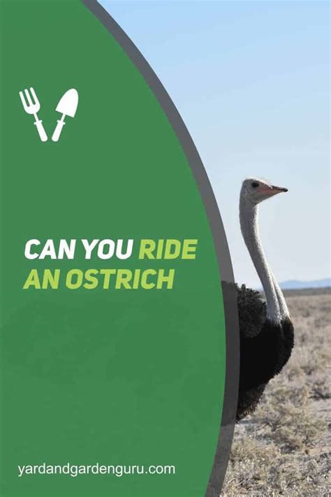 Can You Ride An Ostrich