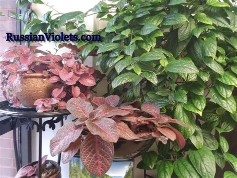 rare house plants 8