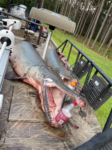 East Texans Catch Three Large Alligator Gar At Sam Rayburn Reservoir