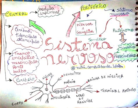 MAPA MENTAL SOBRE SISTEMA NERVOSO Maps4Study