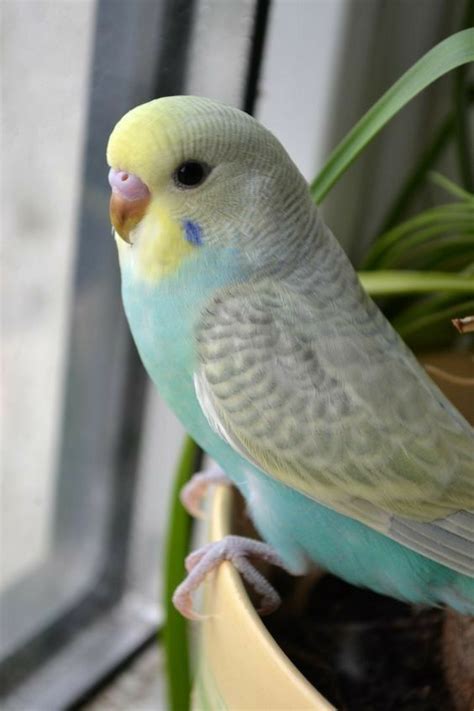 Pin By ♡ Karen ♡ On Pastel And Faded Jewel Hues ♡ Best Pet Birds Cute