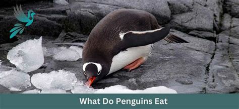 What Do Penguins Eat - Ask About Birds