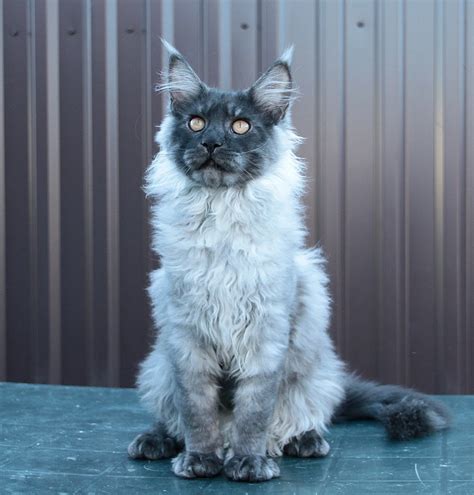 Giant Maine Coon Size Cats for Sale | Maine coon price