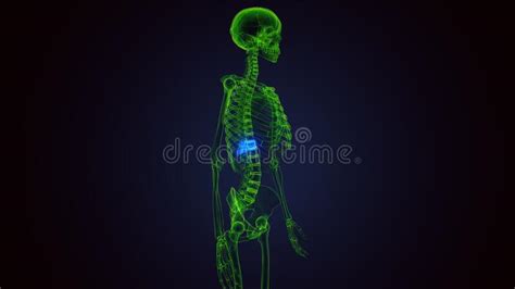 D Resa Dell Anatomia Delle Vertebre Toraciche Dello Scheletro Umano