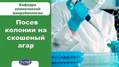 8. Посев колонии на скошеный агар - YouTube