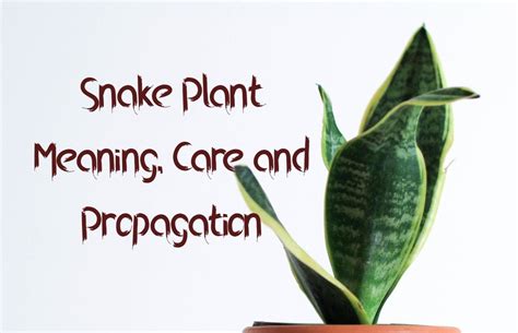 Snake Plant Meaning Care And Propagation The Kausee