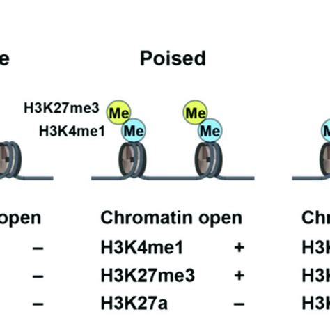 Histone Marks And Enhancer Activity The Histone Modifications