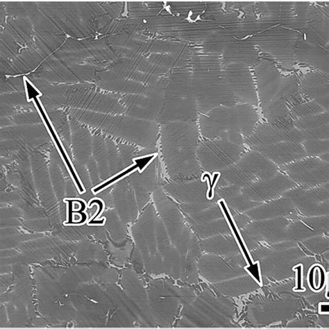 Bse Sem Micrograph Of The Microstructure In The As Cast Download Scientific Diagram