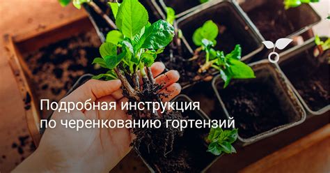 Подробная инструкция по черенкованию гортензий — Ботаничка