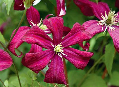 Клематис фиолетовый описание и фото на Supersadovnik.ru