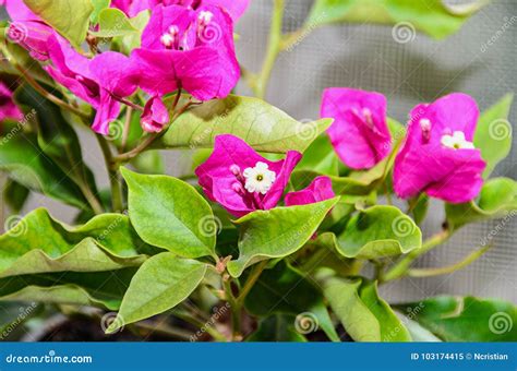 Bougainvillea Pink Branch Flowers Paper Flower With Green Leafs Stock