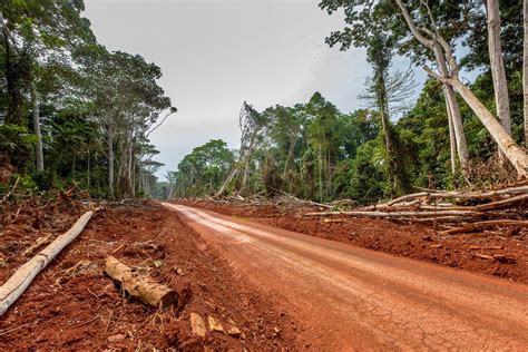 What You Need To Know About Chocolate And Deforestation — The Future Of