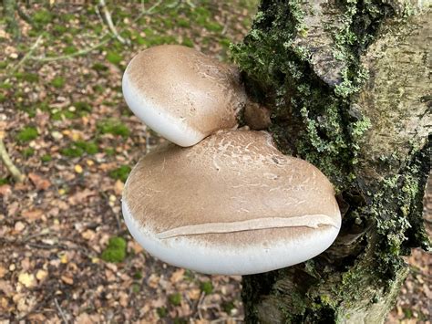 Fomitopsis Betulina Birch Polypore Birch Polypore Fomi Flickr