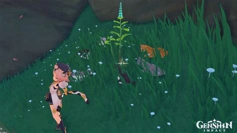 Genshin Impact: Мята — где купить и найти (карта). Где найти мяту в ...
